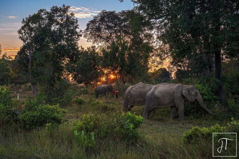Siem Reap: Kulen Elephant Forest & Tonlesap Lake - Final Thoughts