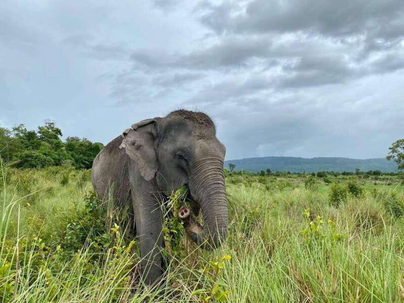 Siem Reap: Small Group Tour of Kulen Elephant Forest - An In-Depth Look at the Kulen Elephant Forest Tour