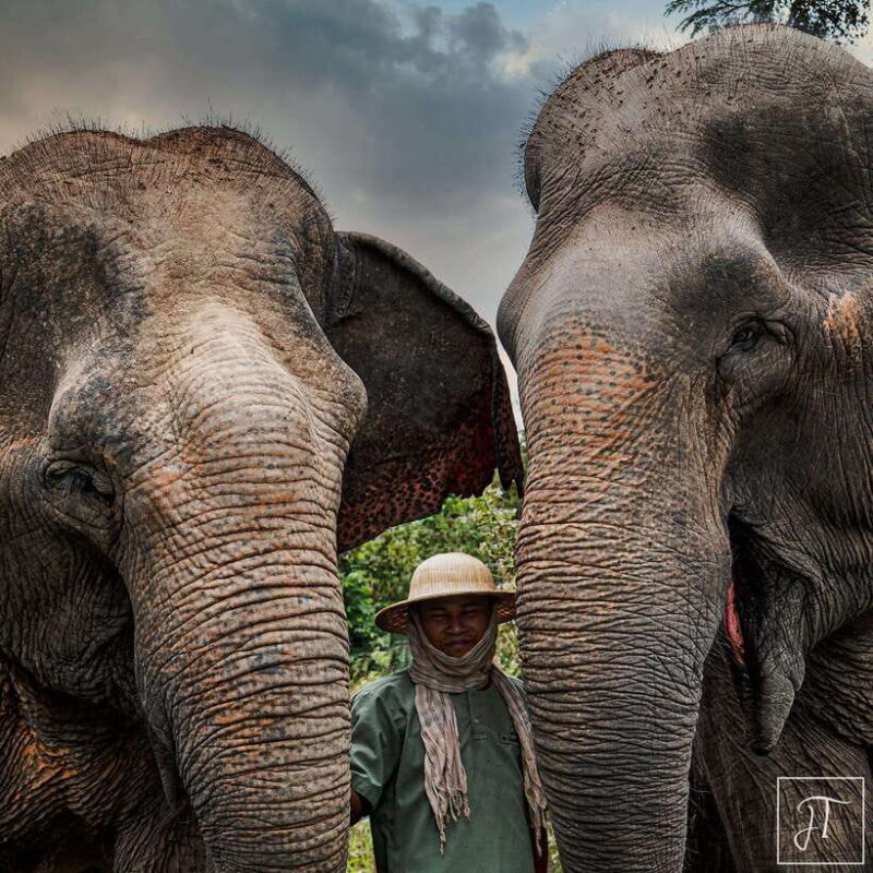 Siem Reap: Small Group Tour of Kulen Elephant Forest - Considering the Cost: Is $122 Worth It?