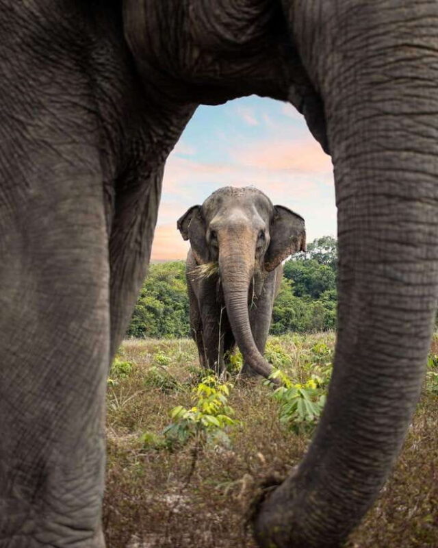 Siem Reap: Small Group Tour of Kulen Elephant Forest - Practical Details and Tips
