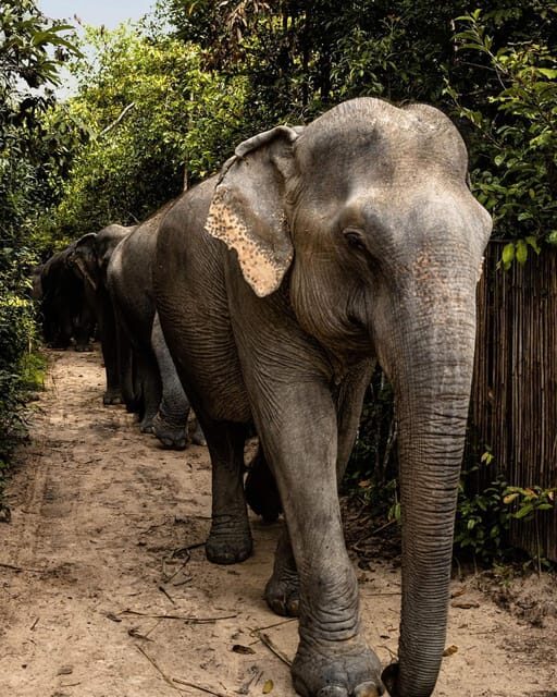 Siem Reap: Small Group Tour of Kulen Elephant Forest - Final Thoughts