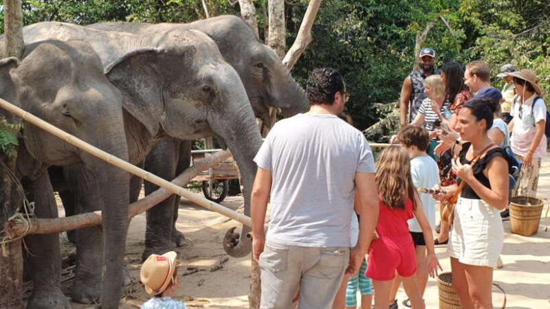 Siem Reap: Small Group Tour of Kulen Elephant Forest - The Experience Breakdown
