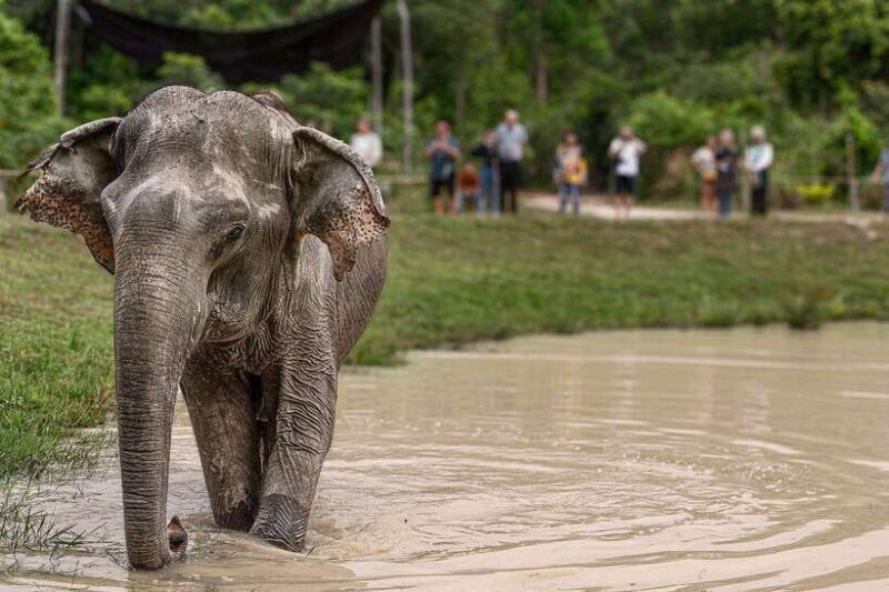 Siem Reap: Small Group Tour of Kulen Elephant Forest - What Makes This Tour Stand Out