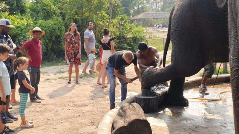 Siem Reap: Small Group Tour of Kulen Elephant Forest - The Sum Up