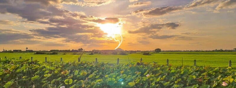 SiemReap Sunset Dinner Riding an Ox-Cart at Rice Paddy Field - A Detailed Look at the Experience
