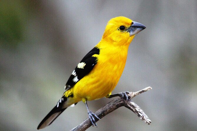 SIerra Madre Highland bird and Tuito - Key Points