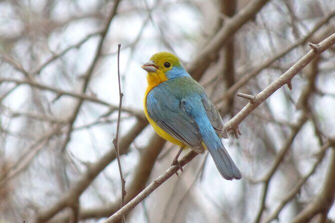 SIerra Madre Highland bird and Tuito - What Youll Love About the Tour