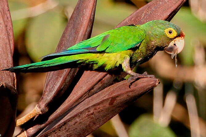 SIerra Madre Highland bird and Tuito - Considerations and Practicalities