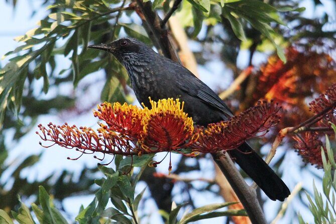 SIerra Madre Highland bird and Tuito - The Sum Up