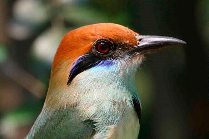 SIerra Madre Highland bird and Tuito - FAQ