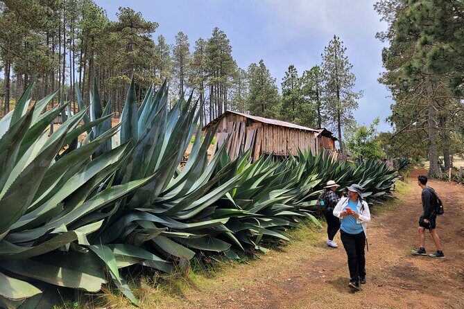 Sierra Norte Hike and Indigenous Village Full-Day Adventure - Final Words