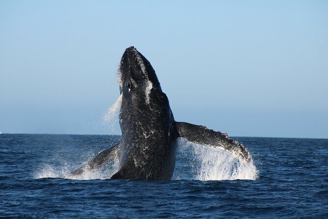 Sighting whale tour in Los Cabos - An In-Depth Look at the Whale Watching Tour in Los Cabos
