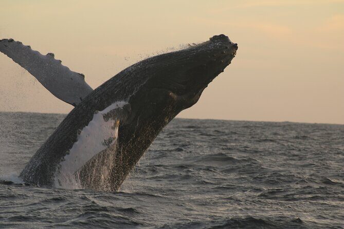 Sighting whale tour in Los Cabos - FAQ