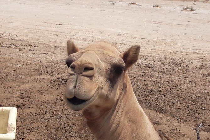 Sightseeing tour in Kingdom of Bahrain -Private tour only - What’s Included and What to Expect