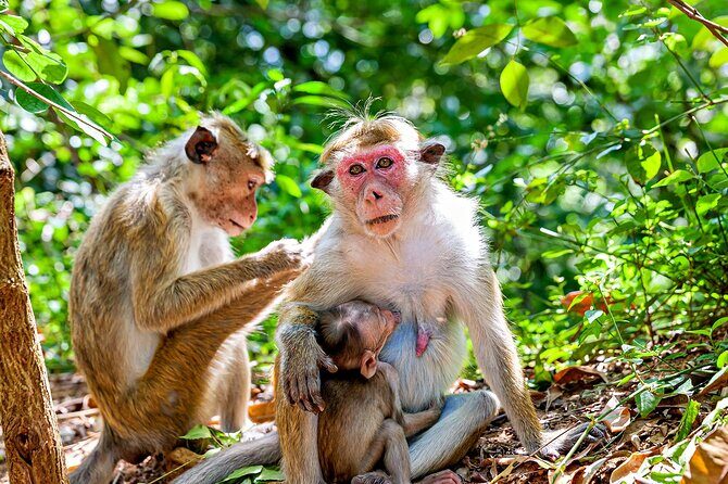 Sigiriya and Dambulla day trip, the cream of Sri Lankan heritage - Practical considerations