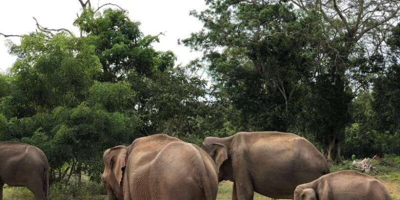 Sigiriya and Dambulla Private Full-Day Tour - The Sum Up