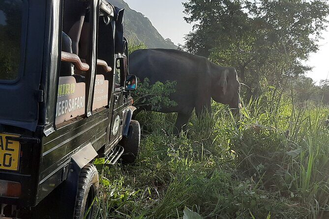 Sigiriya, Dambulla and Minneriya National Park Private Tour In - A Deep Dive into the Experience