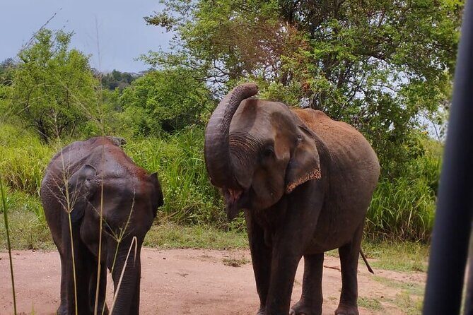 Sigiriya, Dambulla and Minneriya National Park Private Tour In - The Reviews Speak Volumes