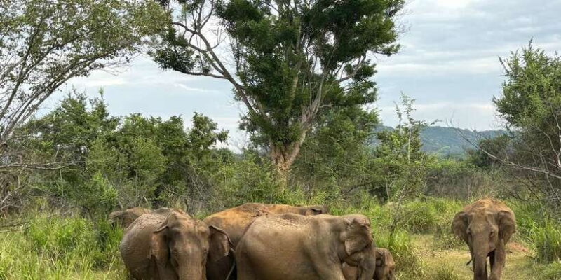 Sigiriya/Dambulla/Habarana: Minneriya National Park Safari - Key Points