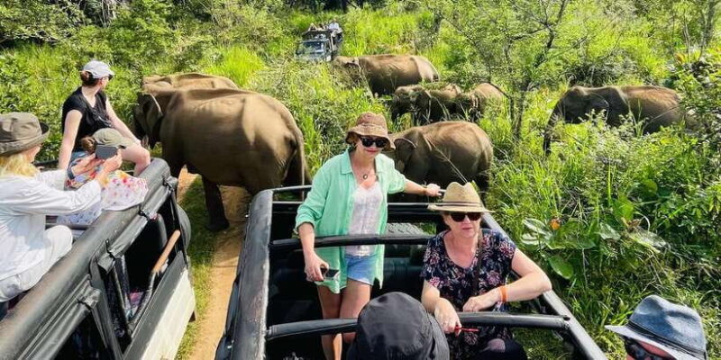 Sigiriya/Dambulla/Habarana: Minneriya National Park Safari - An In-Depth Look at the Safari Experience
