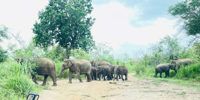 Sigiriya/Dambulla/Habarana: Minneriya National Park Safari - Final Thoughts