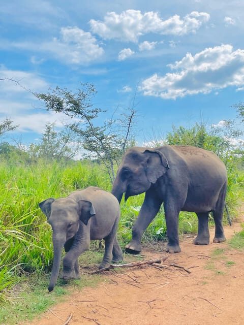 Sigiriya/Dambulla/Habarana: Minneriya National Park Safari - FAQs