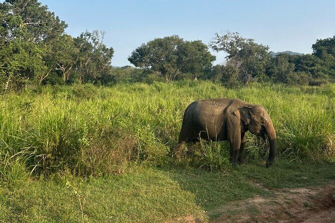 Sigiriya Dambulla Wonders Day Trip from Kandy - The Sum Up: Is It Worth It?