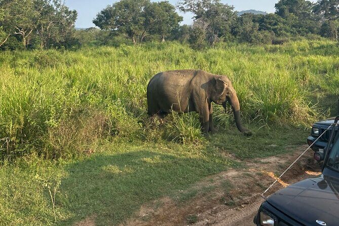 Sigiriya Dambulla Wonders Day Trip from Kandy - FAQ