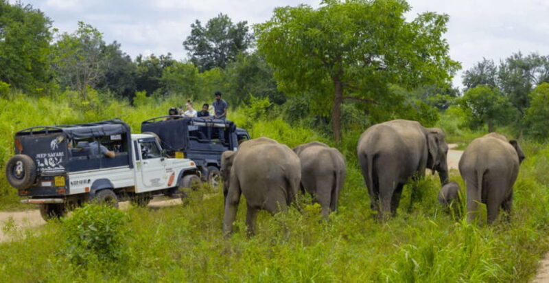 Sigiriya Fortress and Wildlife Safari from Colombo - FAQs