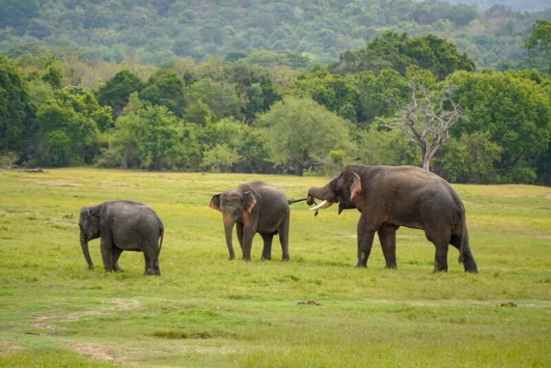 Sigiriya Lion Rock Hike & Minneriya National Park Safari - Key Points