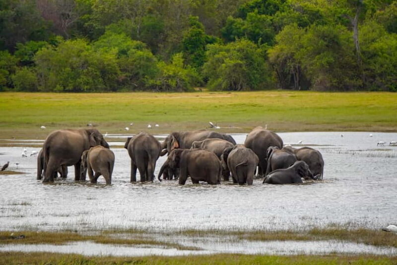 Sigiriya Lion Rock Hike & Minneriya National Park Safari - A Practical Overview of the Tour