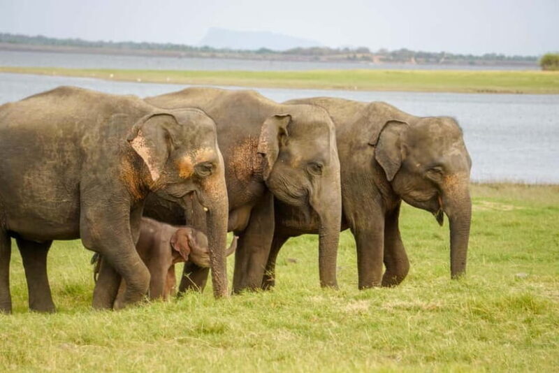 Sigiriya Lion Rock Hike & Minneriya National Park Safari - Reviews in Context
