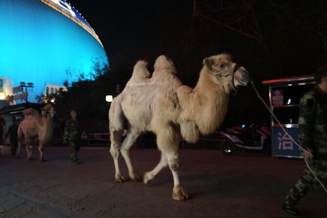Silk Road Theme Show Legend of Camel Bell Ticket with Transfer - Who Should Consider This Tour?