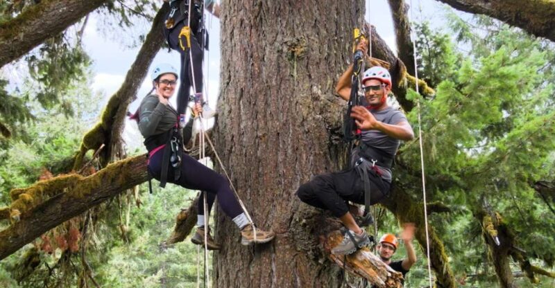 Silver Falls: Old-Growth Tree Climbing Adventure - An In-Depth Look at the Silver Falls Tree-Climbing Adventure