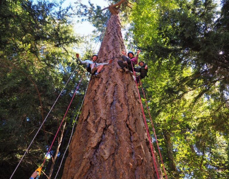 Silver Falls: Old-Growth Tree Climbing Adventure - Practical Tips for Your Climb