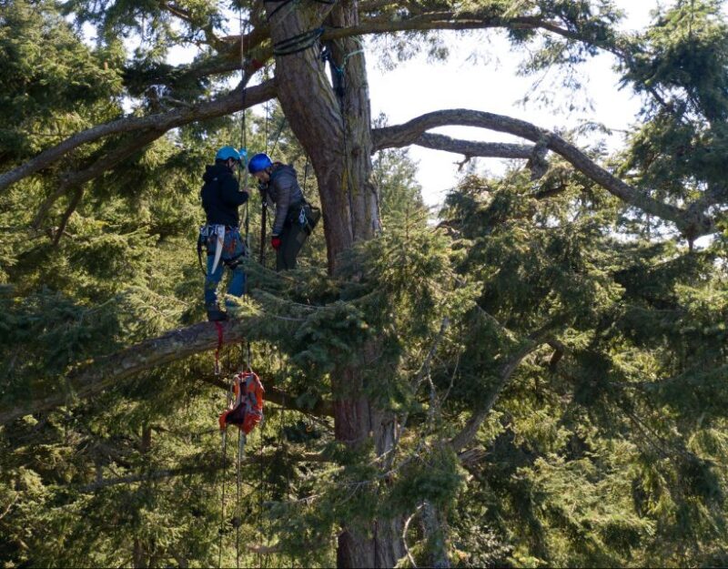 Silver Falls: Old-Growth Tree Climbing Adventure - Who Will Love This Experience?