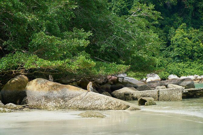 Silver Leaf Monkeys and Firefly Tour with Boat Ride and Seafood Dinner - Final Words