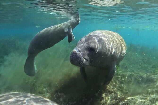 Silver Springs: Clear Kayaking Wildlife Tour - Practical Details and Logistics