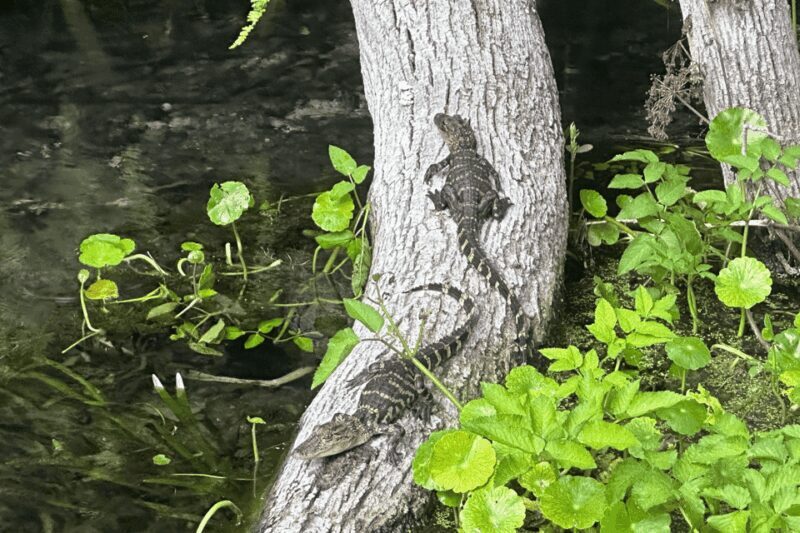 Silver Springs: Guided Clear Kayak or Paddleboard Gator Tour - Why Youll Love the Views and Wildlife