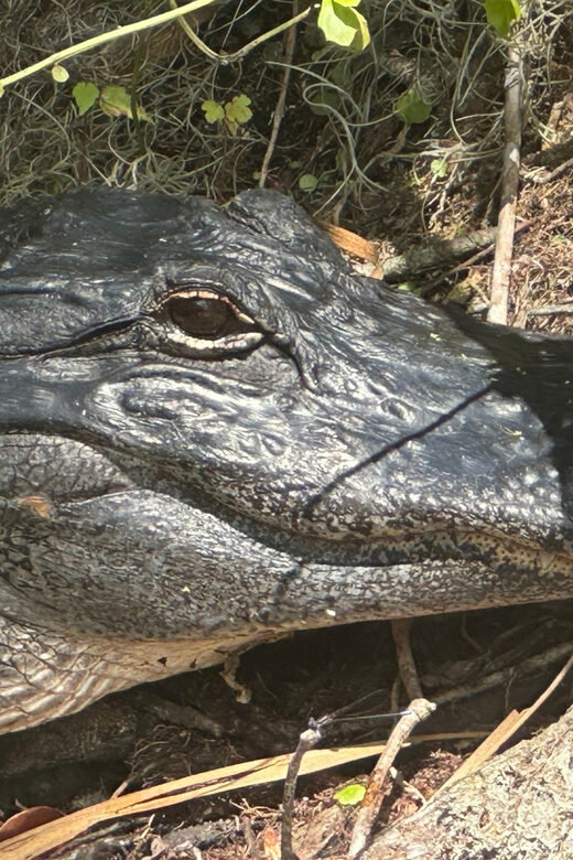 Silver Springs: Guided Clear Kayak or Paddleboard Gator Tour - Practical Details and Value