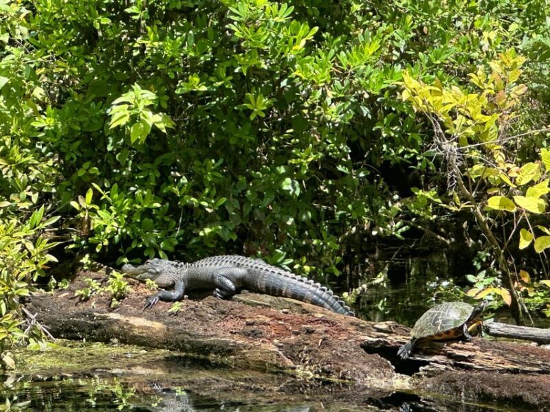 Silver Springs: Guided Clear Kayak or Paddleboard Gator Tour - The Sum Up