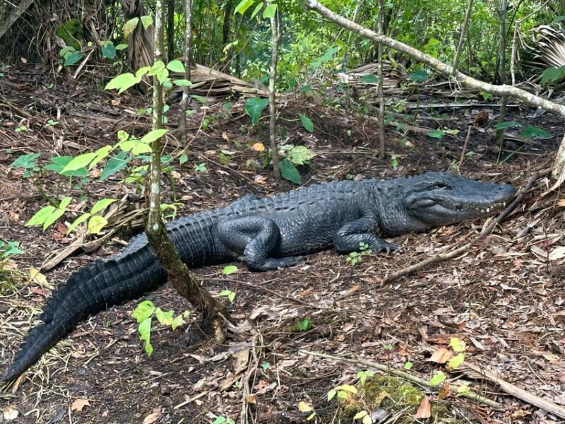 Silver Springs: Guided Clear Kayak or Paddleboard Gator Tour - FAQ