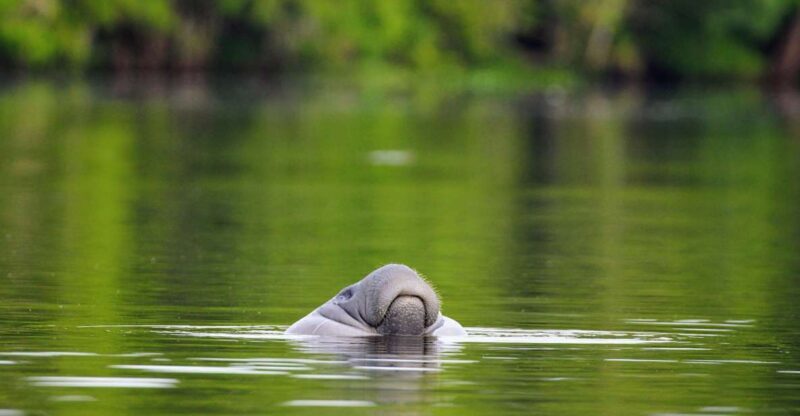 Silver Springs Manatee Kayaking Tour - Introduction: An Authentic Florida Experience