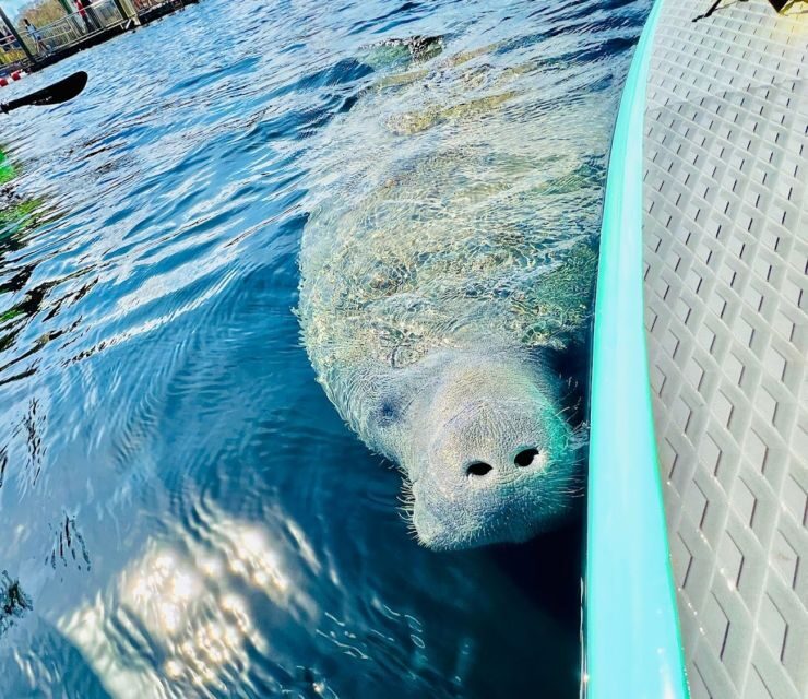 Silver Springs: Manatees and Monkeys Clear Kayak Guided Tour - The Experience of Paddling