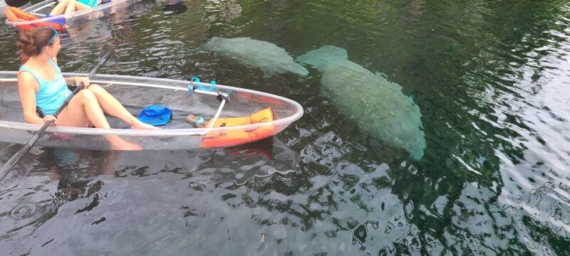 Silver Springs: Manatees and Monkeys Clear Kayak Guided Tour - Why It’s a Good Value