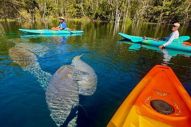 Silver Springs Premium Florida Wildlife Experience! - Analyzing What Makes This Tour Stand Out