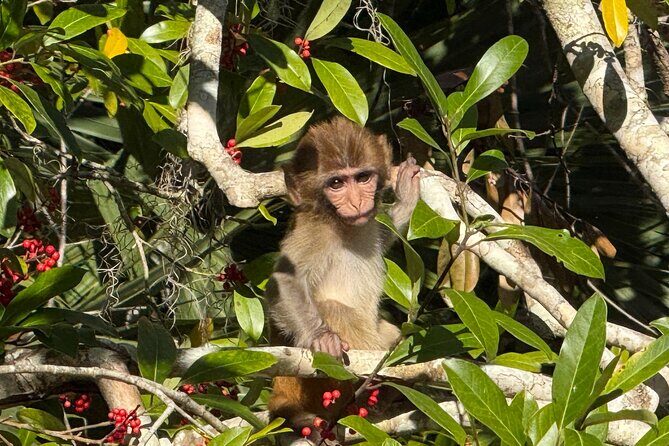 Silver Springs Premium Florida Wildlife Experience! - Price and Value Analysis