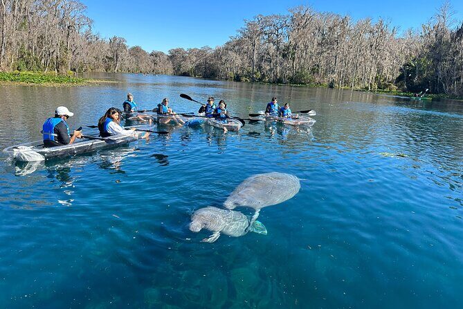 Silver Springs Self Guided Clear Kayak Rentals - What Makes This Kayak Tour Stand Out?
