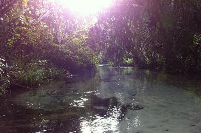 Silver Springs Self Guided Clear Kayak Rentals - The Wildlife: What You Might See
