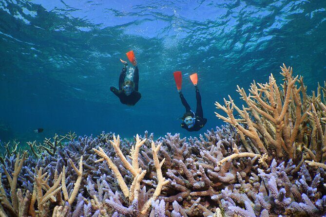 Silversonic Outer Great Barrier Reef Cruise from Port Douglas - What Makes the Silversonic Reef Tour Stand Out?